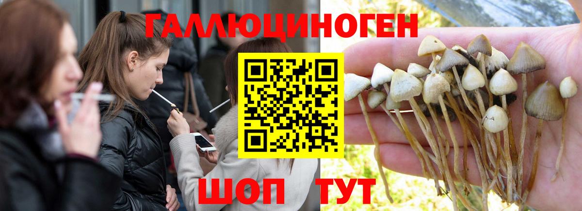 Галлюциногенные грибы Cubensis Санкт-Петербург